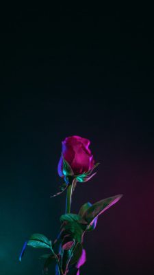 hintergrundbilder rosen