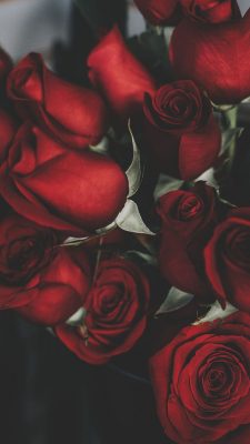 hintergrundbilder rosen