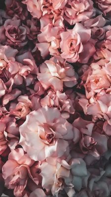 hintergrundbilder rosen