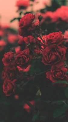 hintergrundbilder rosen