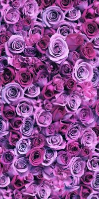 hintergrundbilder rosen