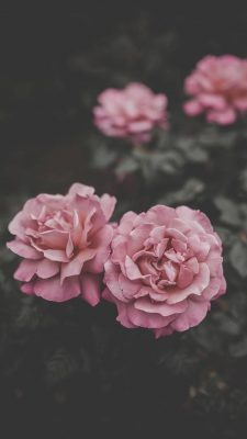 hintergrundbilder rosen