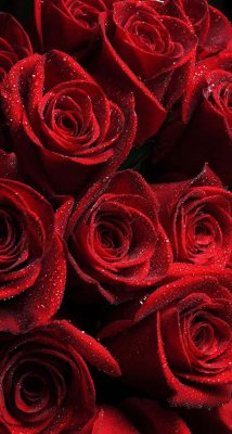 hintergrundbilder rosen
