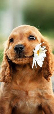 hunde hintergrundbilder