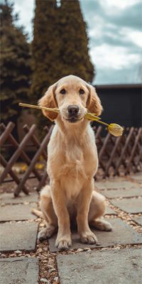 hunde hintergrundbilder