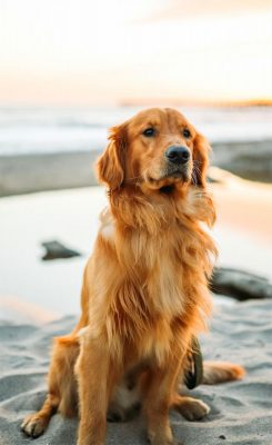 Hunde