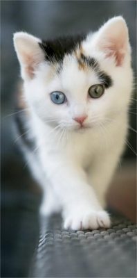 katzen hintergrundbilder
