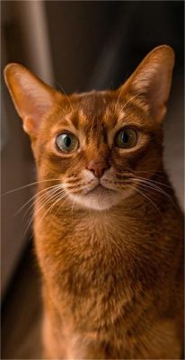 katzen hintergrundbilder
