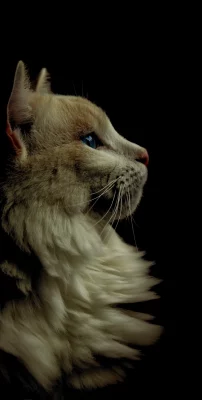 katzen hintergrundbilder