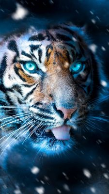 tiger hintergrundbilder