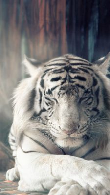 tiger hintergrundbilder