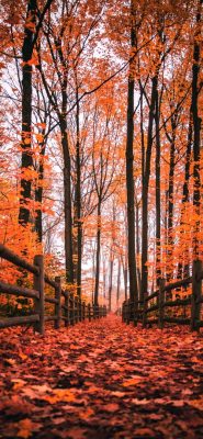 herbst hintergrundbilder