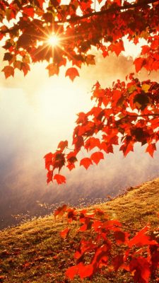 herbst hintergrundbilder