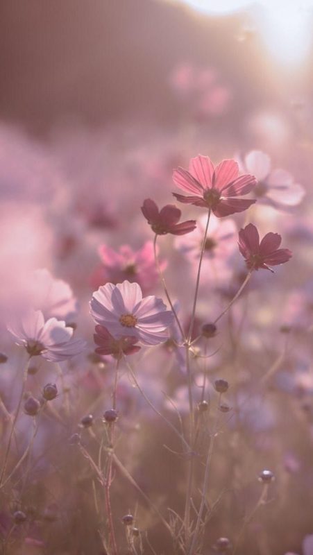 hintergrundbild blumenwiese