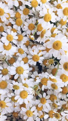 hintergrundbild blumenwiese