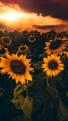 hintergrundbild blumenwiese