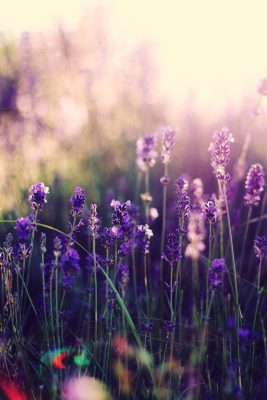 hintergrundbild blumenwiese