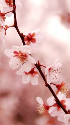 Kirschblüte