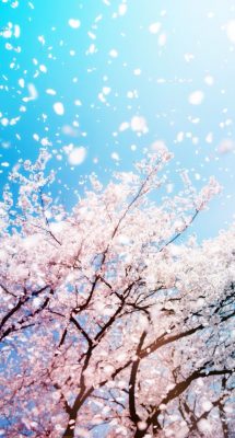 hintergrundbild kirschblüte