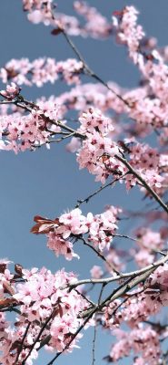 hintergrundbild kirschblüte
