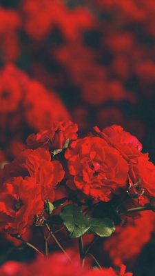 hintergrundbilder Roter