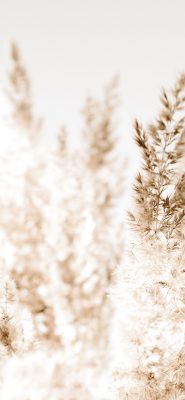 hintergrundbilder beige