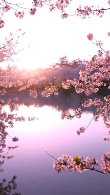 hintergrundbilder frühling