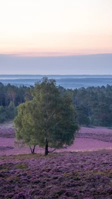 hintergrundbilder frühling