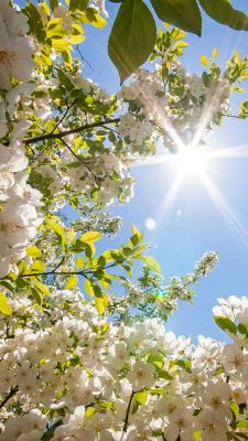 hintergrundbilder frühling
