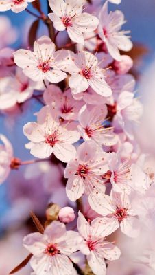 hintergrundbilder frühling