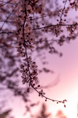 hintergrundbilder frühling