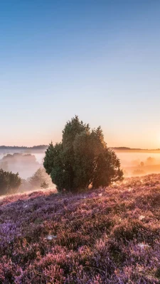 hintergrundbilder frühling