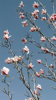 Magnolien