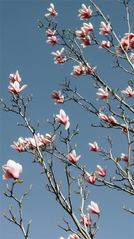 hintergrundbilder magnolien