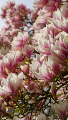 hintergrundbilder magnolien