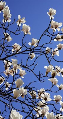 hintergrundbilder magnolien