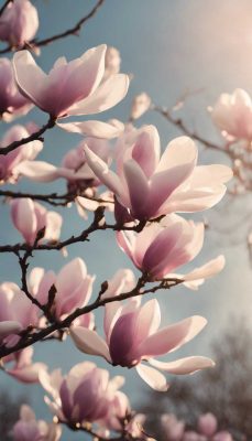 hintergrundbilder magnolien