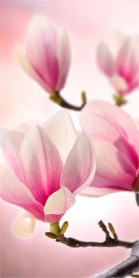 hintergrundbilder magnolien