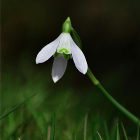 Schneeglöckchen