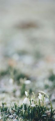 hintergrundbilder schneeglöckchen