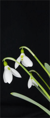hintergrundbilder schneeglöckchen
