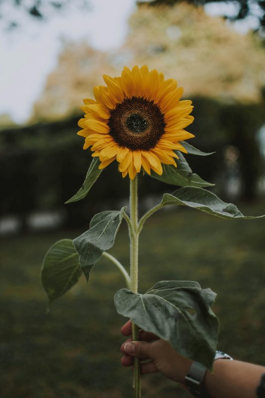hintergrundbilder sonnenblumen