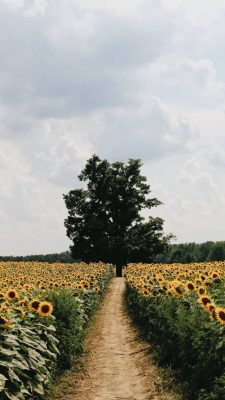 hintergrundbilder sonnenblumen