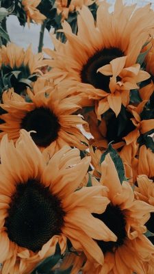 hintergrundbilder sonnenblumen