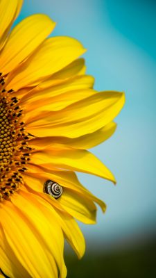 hintergrundbilder sonnenblumen