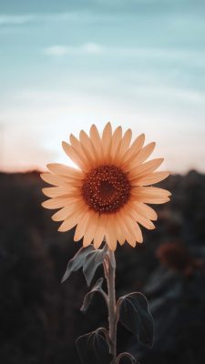 hintergrundbilder sonnenblumen