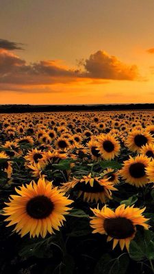 hintergrundbilder sonnenblumen
