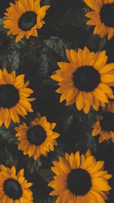 hintergrundbilder sonnenblumen
