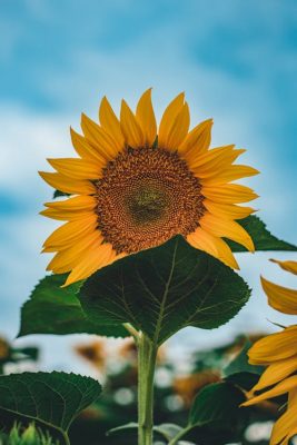 hintergrundbilder sonnenblumen