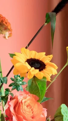 hintergrundbilder sonnenblumen